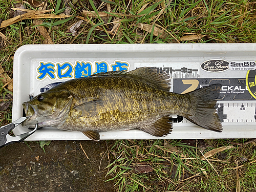 スモールマウスバスの釣果