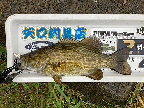 スモールマウスバスの釣果