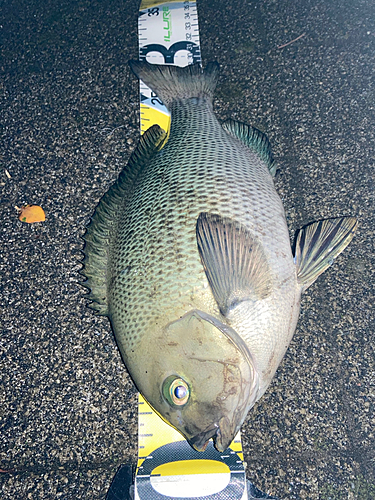 メジナの釣果