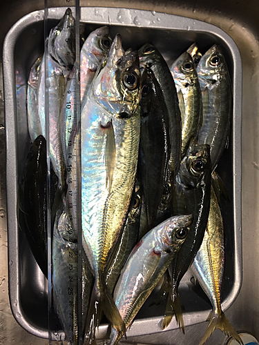 アジの釣果