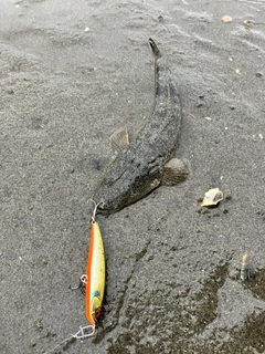 マゴチの釣果