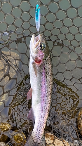 ニジマスの釣果