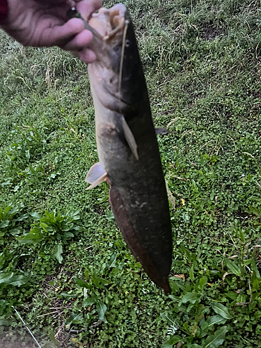 ナマズの釣果