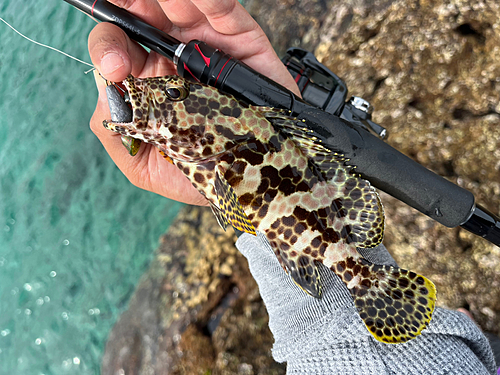 カンモンハタの釣果