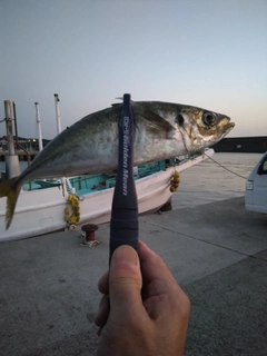 マアジの釣果