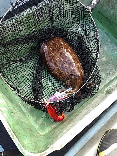 モンゴイカの釣果