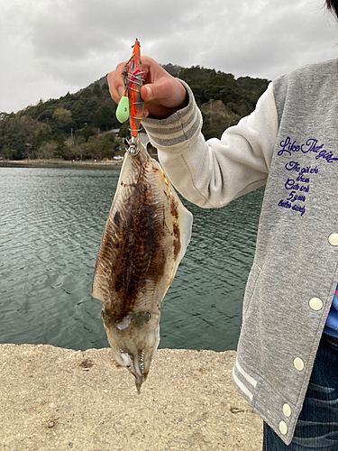 コウイカの釣果