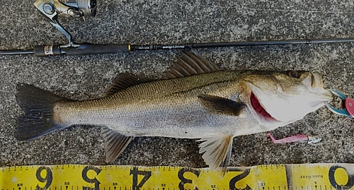 シーバスの釣果