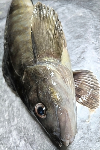 ホッケの釣果