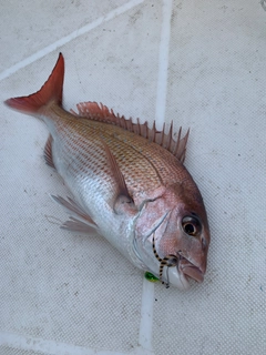 マダイの釣果