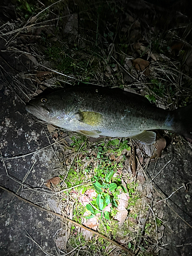 ラージマウスバスの釣果