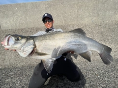 ヒラスズキの釣果