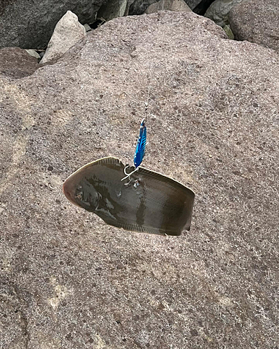 シタビラメの釣果