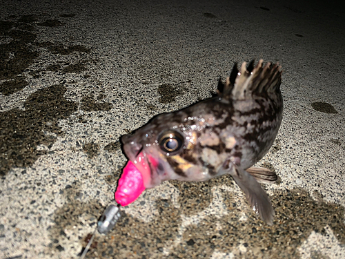 クロソイの釣果