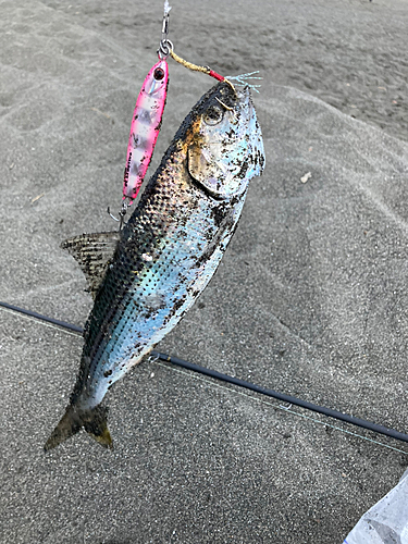 コノシロの釣果