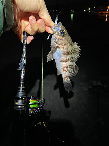 クロメバルの釣果