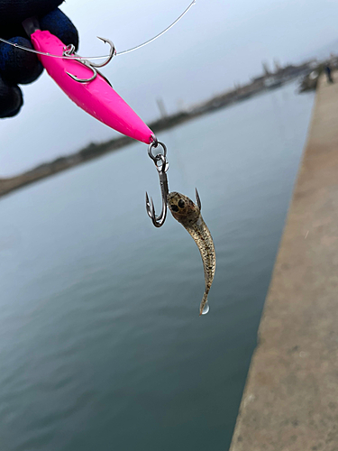 ハゼの釣果