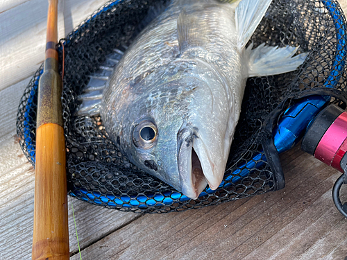 キビレの釣果