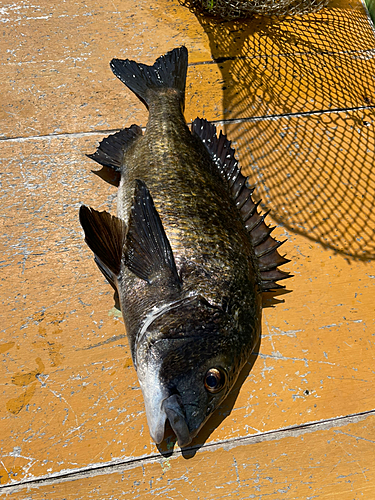 クロダイの釣果