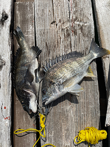 クロダイの釣果