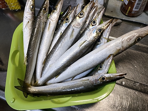 アカカマスの釣果