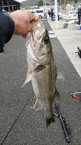 スズキの釣果