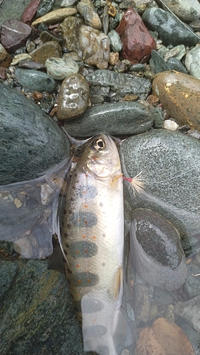 アマゴの釣果