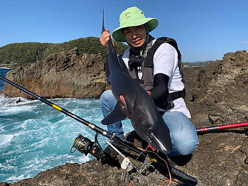 サメの釣果