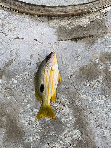 ヤマトビーの釣果