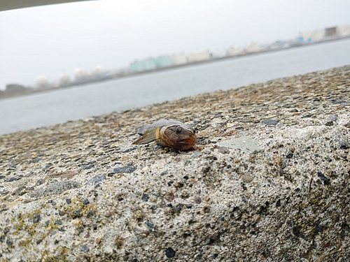 ハゼの釣果