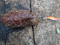 コウイカの釣果