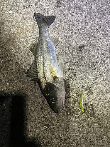 シーバスの釣果