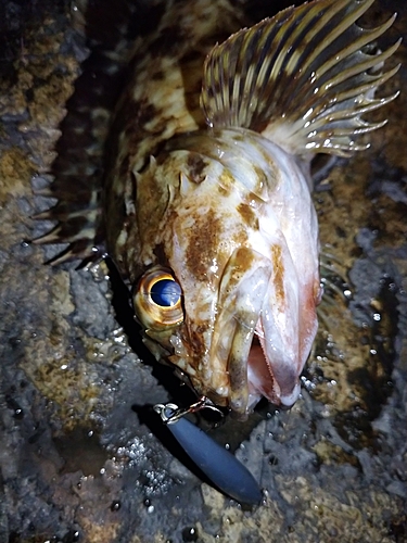 ガシラの釣果