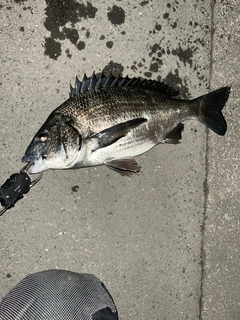 アオメバルの釣果