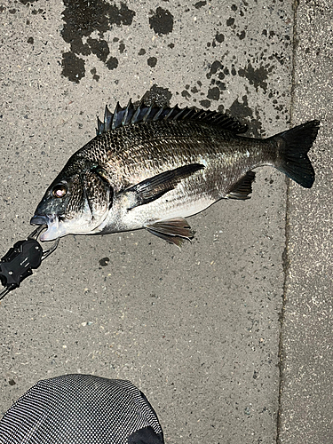 アオメバルの釣果