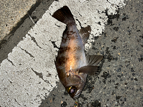 アオメバルの釣果