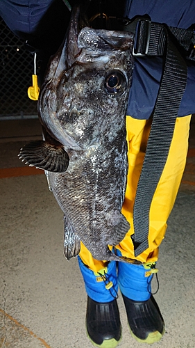 クロソイの釣果