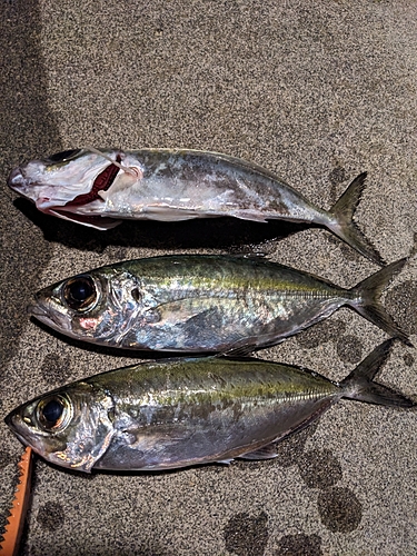 メアジの釣果