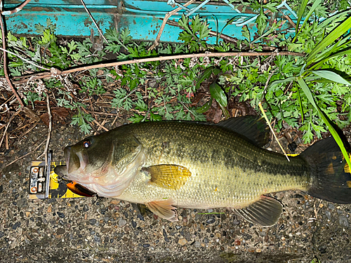 ブラックバスの釣果