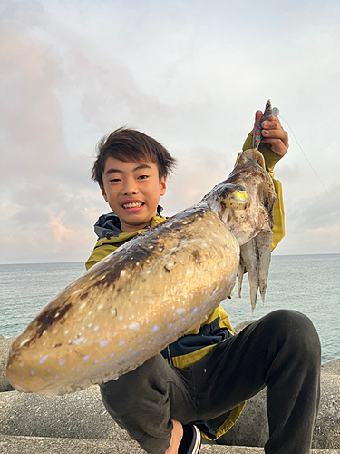 コウイカの釣果