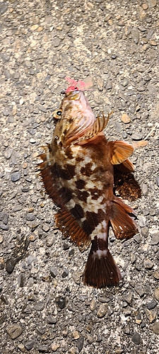 カサゴの釣果