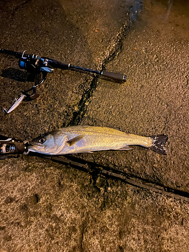 シーバスの釣果