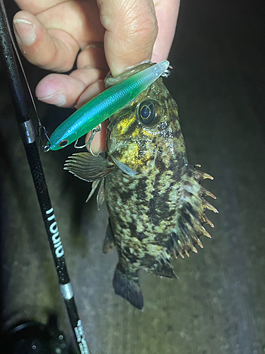 タケノコメバルの釣果