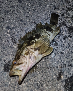 タケノコメバルの釣果