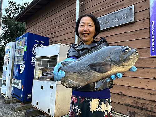 クチブトグレの釣果