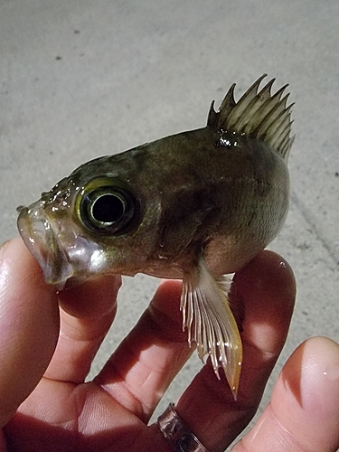 メバルの釣果