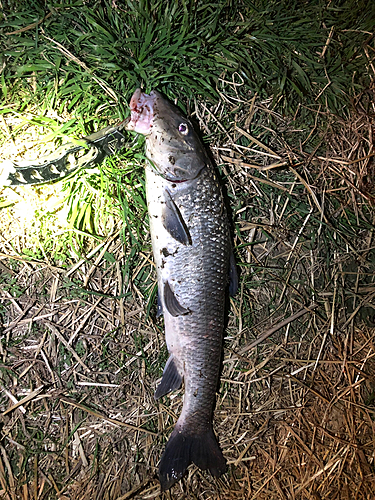 ニゴイの釣果