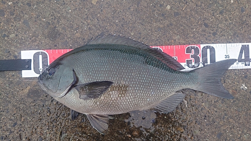 オナガグレの釣果