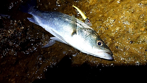 セイゴ（マルスズキ）の釣果