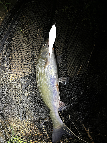 ウグイの釣果